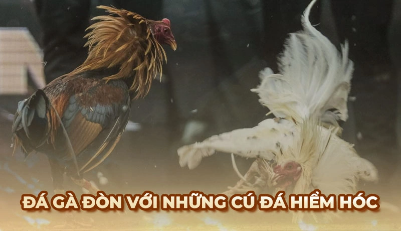 Đá gà đòn luôn tạo ra những màn tấn công hiểm hóc
